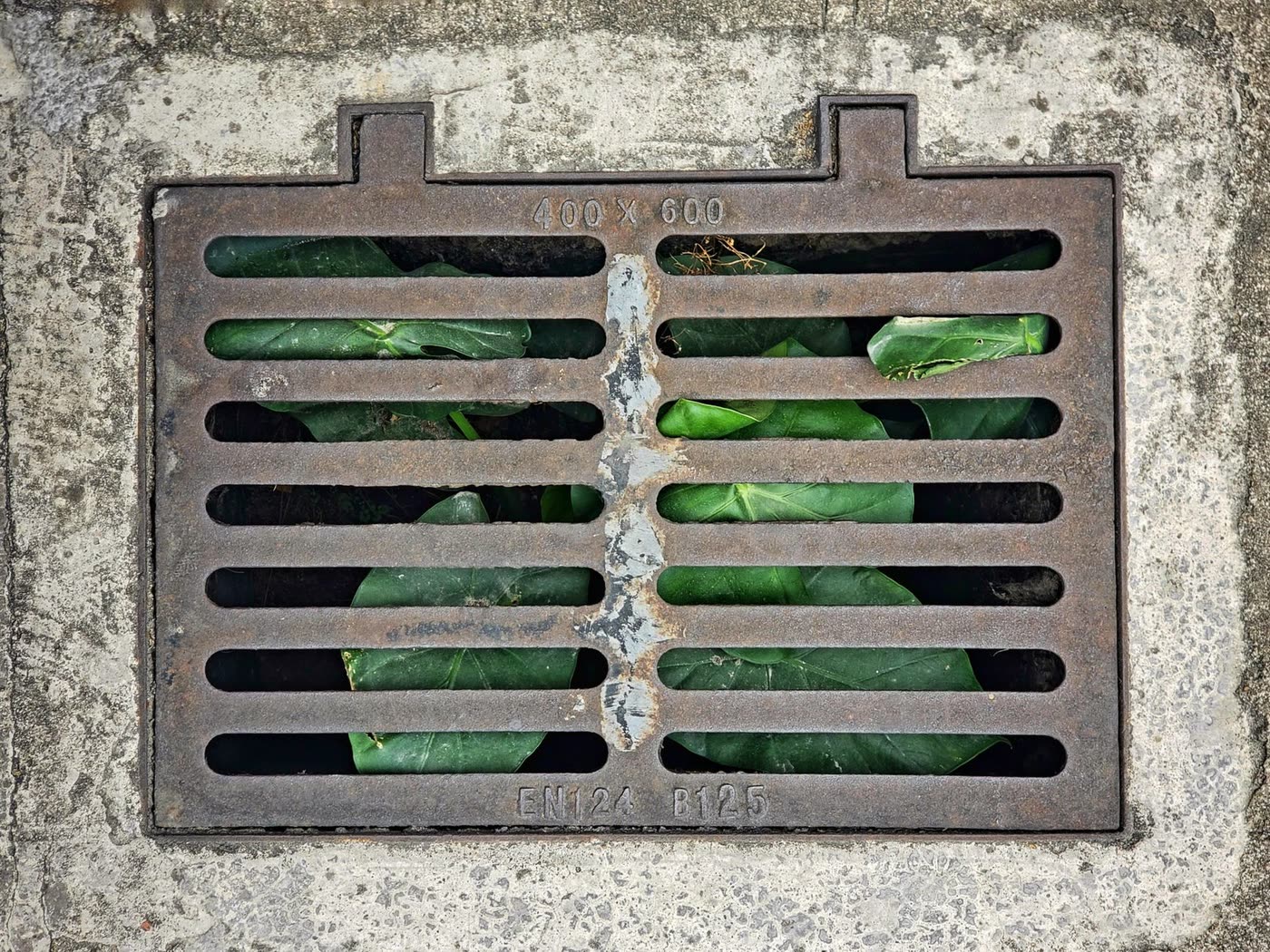 A metal drainage grate set into paving, with planting alongside